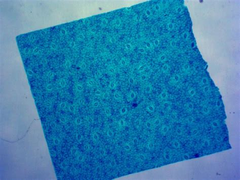 Medical Science Microscope Education Prepared Slides Exported Indonesia ...