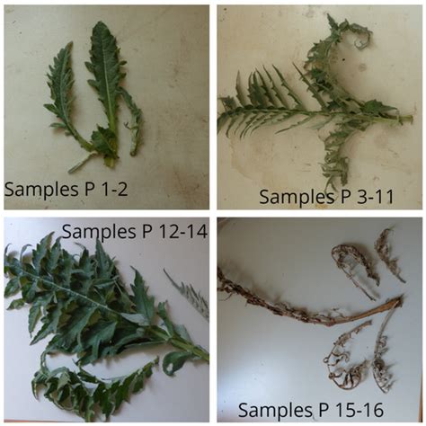 Phenolic Composition and Biological Properties of Cynara cardunculus L ...