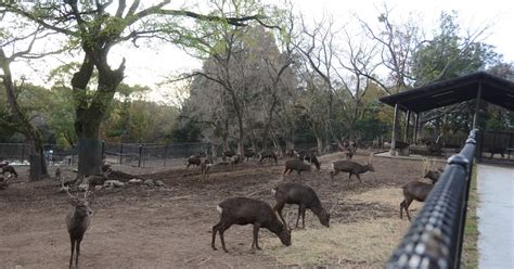 奈良のシカ、管理検討部会でWGを設置 ガイドライン策定へ「動物福祉の観点が重要」 - 産経ニュース