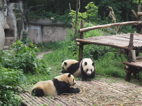 VISIT THE GIANT PANDAS IN CHENGDU, CHINA - Mumpack Travel