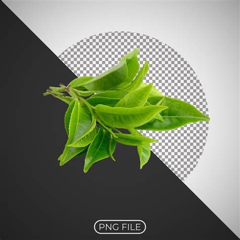 A picture of a sprig of green basil | Premium PSD