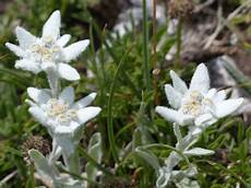 fiore edelweiss free photo alpine edelwei 223 ordinary free image on fiore edelweiss free photo alpine edelwei 223 ordinary free image on