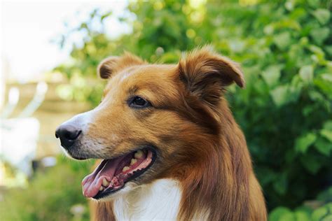 Image result for Dogs Insects