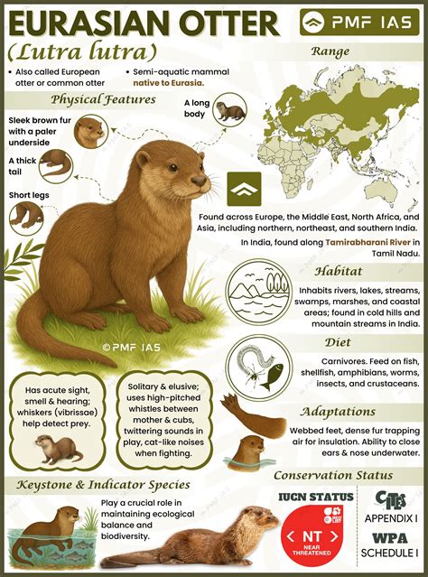 Eurasian otter | Otter facts, Otters, Animal infographic