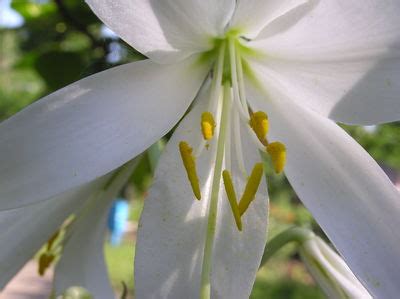 Lilium candidum L. | Plants of the World Online | Kew Science