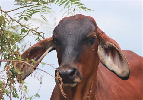 Bos taurus Domestic Cattle — Coke Smith Wildlife