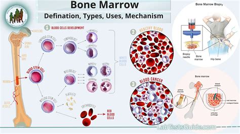 Image result for Bone Marrow Function