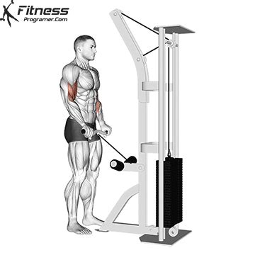 Tricep Bar Exercises An Image Of A Man Doing Exercises With Dumbbells ...