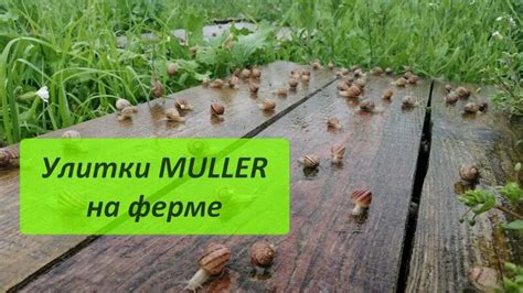Улиточная ферма Беларусь Улитки Максима сезон 2021 - Смотреть онлайн в ...