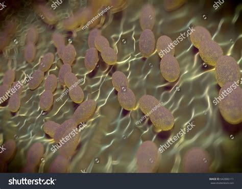 Acetobacter Isolation Process Image 的图像结果