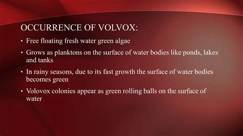 Chlorophyta: (Green Algae) The Phylum of Kingdom Protista. | PPT