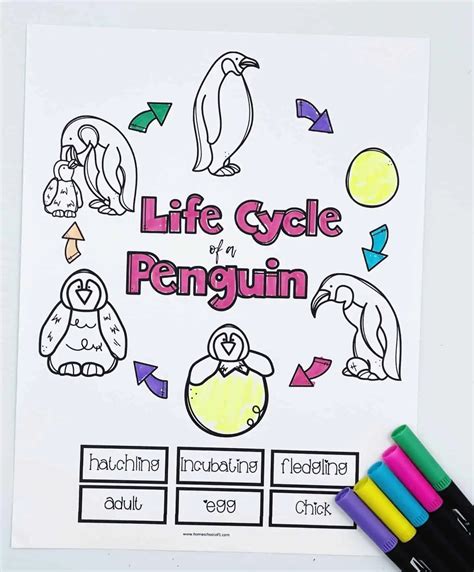10 Free Life Cycle of a Penguin Worksheets