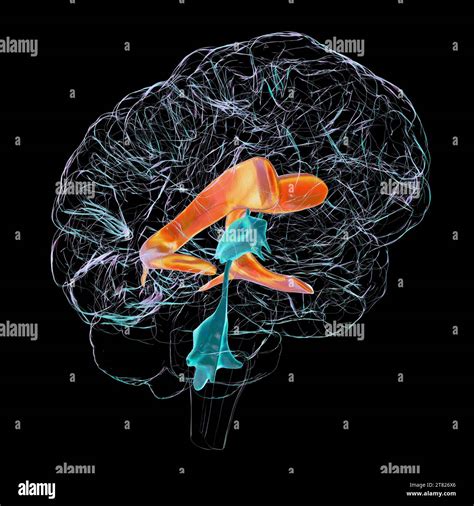 Lateral brain ventricles, illustration Stock Photo - Alamy