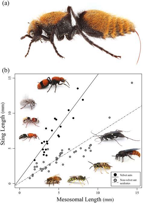 Cow Killer Ant Sting