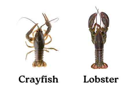 Crayfish vs. Lobster: What Are the Differences?