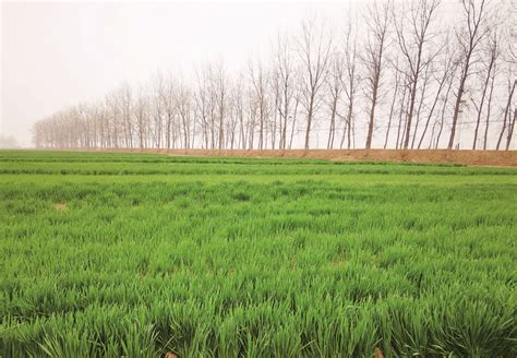 农田 的图像结果