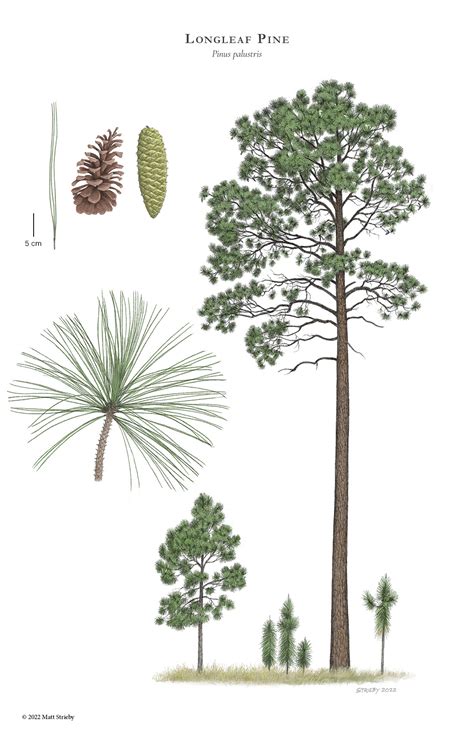 Longleaf Pine Tree