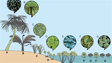 Plant Extinction Cretaceous Period Animals & Plants In The Mesozoic