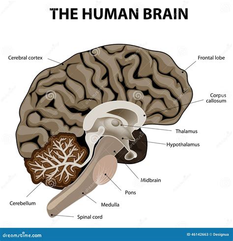 Image result for Brain Network Python