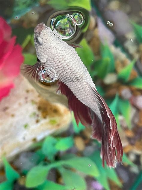 What Should I Feed My Fish? Culturing Daphnia (“Water Fleas”) | by Fishkeep & Chill | Medium