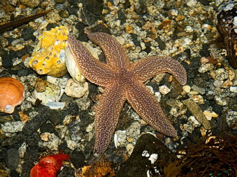 Echinoderms Examples 的图像结果