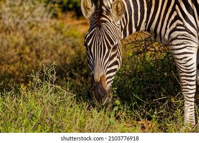 Image result for Zebra Front View