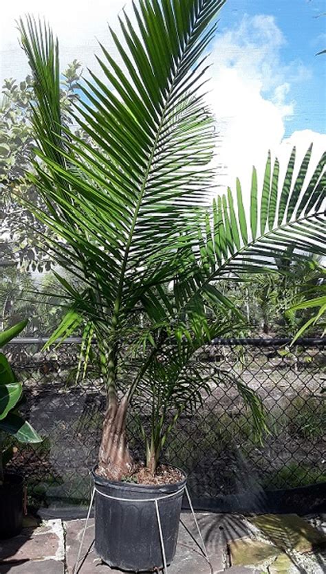 Majesty Palm (Ravenea Rivularis) > How To Care: All You Need to Know 🌿 ...
