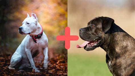 Cane Corso Pitbull Mix (AKA The Pit Corso): Breed Profile
