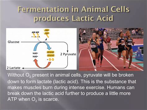 Lactic acid fermentation | PPT