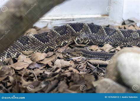 Rattlesnake In Spanish Slang at Geneva Mcdaniel blog