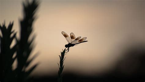Download wallpaper 960x544 dragonfly, plant, insect, macro playstation ...