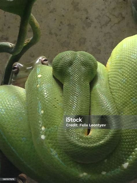 Image result for Python vs Frog