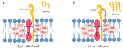 Example Of Lipid Rafts at Lesley Jones blog