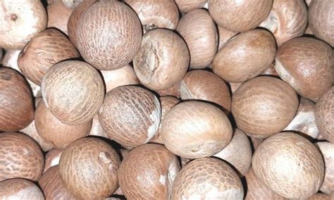 Mangaluru: Centre restricts import of roasted areca nut; CAMPCO ...
