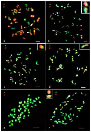 GISH Analysis of the Introgression of the B Subgenome Genetic Material ...