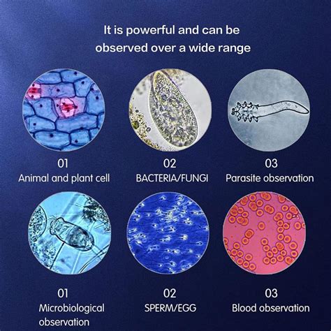 Image result for How Make a Microscope Using Cardboard