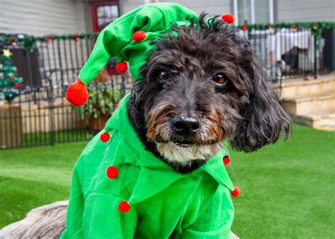 The Sam Simon Foundation (@samsimonfoundation) • Instagram photos and ...