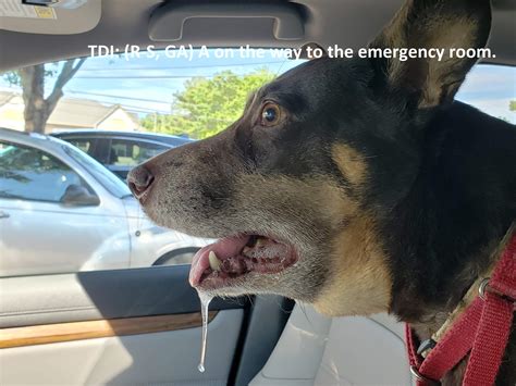 Therapy Dogs International