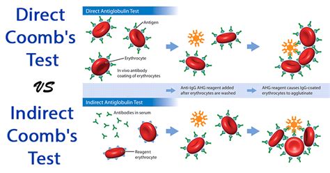 Image result for Coombs Control Cells