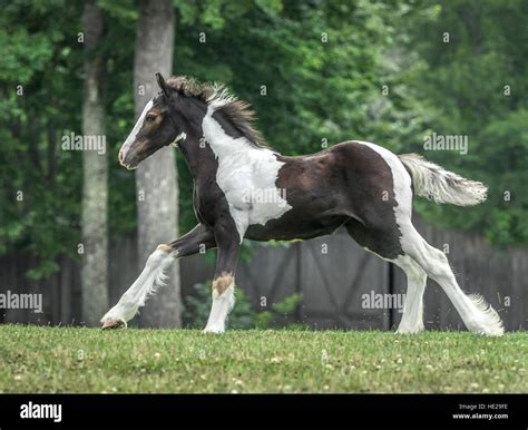 Baby Gypsy Vanner Horses
