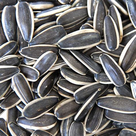 Buy Parrots Wizard Imported Large Size Sunflower Seeds For Adult ...