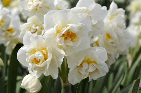 When Do Daffodils Bloom? Discover Peak Season by Zone - A-Z Animals