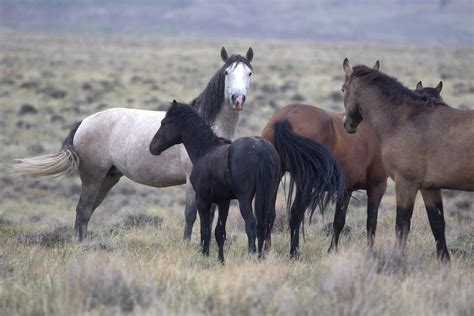 Wild Horses Mustang