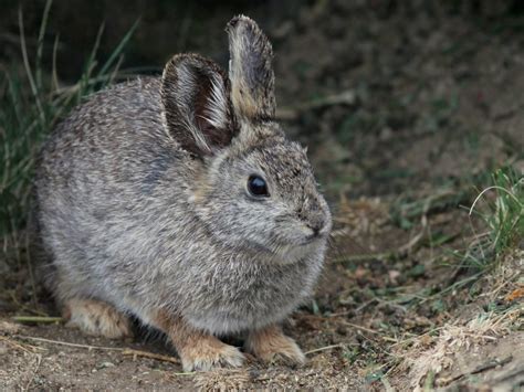 Pygmy Rabbit Facts 的图像结果