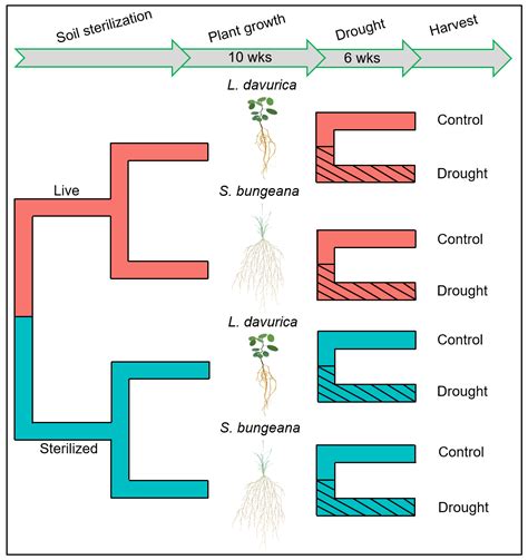 Drought Eliminates the Difference in Root Trait Plasticity and ...