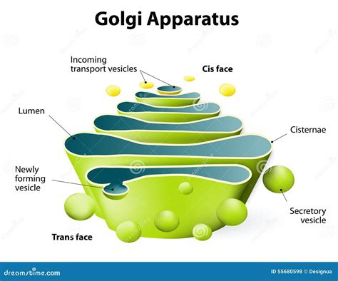 Golgi Apparatus or Golgi Body Stock Vector - Illustration of enzyme ...