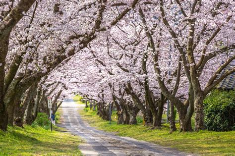 What does "Sakura" mean to the Japanese? A deep look at the ...