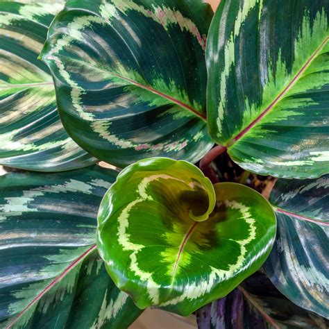 Calathea Medallion