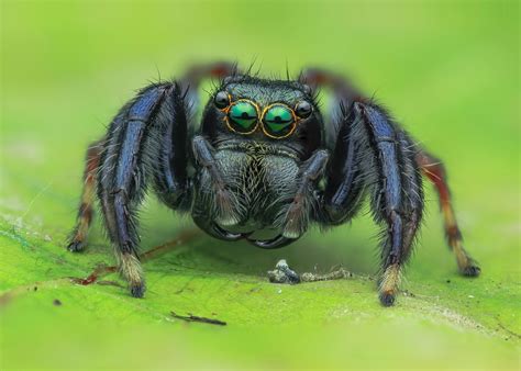 Image result for Spider Species Classification Using Machine Learning