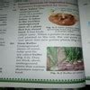 Explain the vegetative propagation by stem - Brainly.in